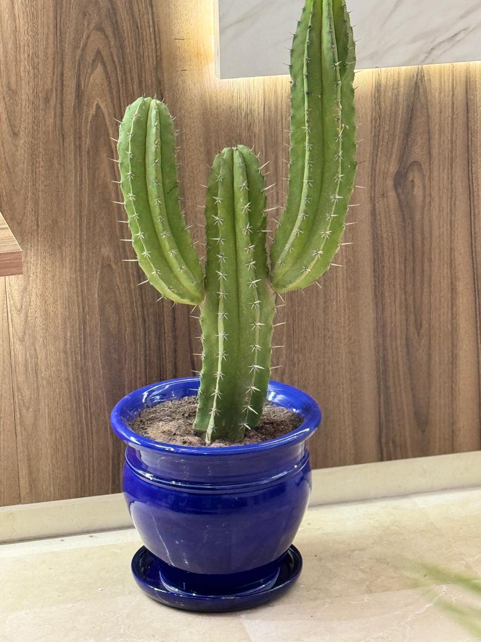 Le Maha - Menara Garden