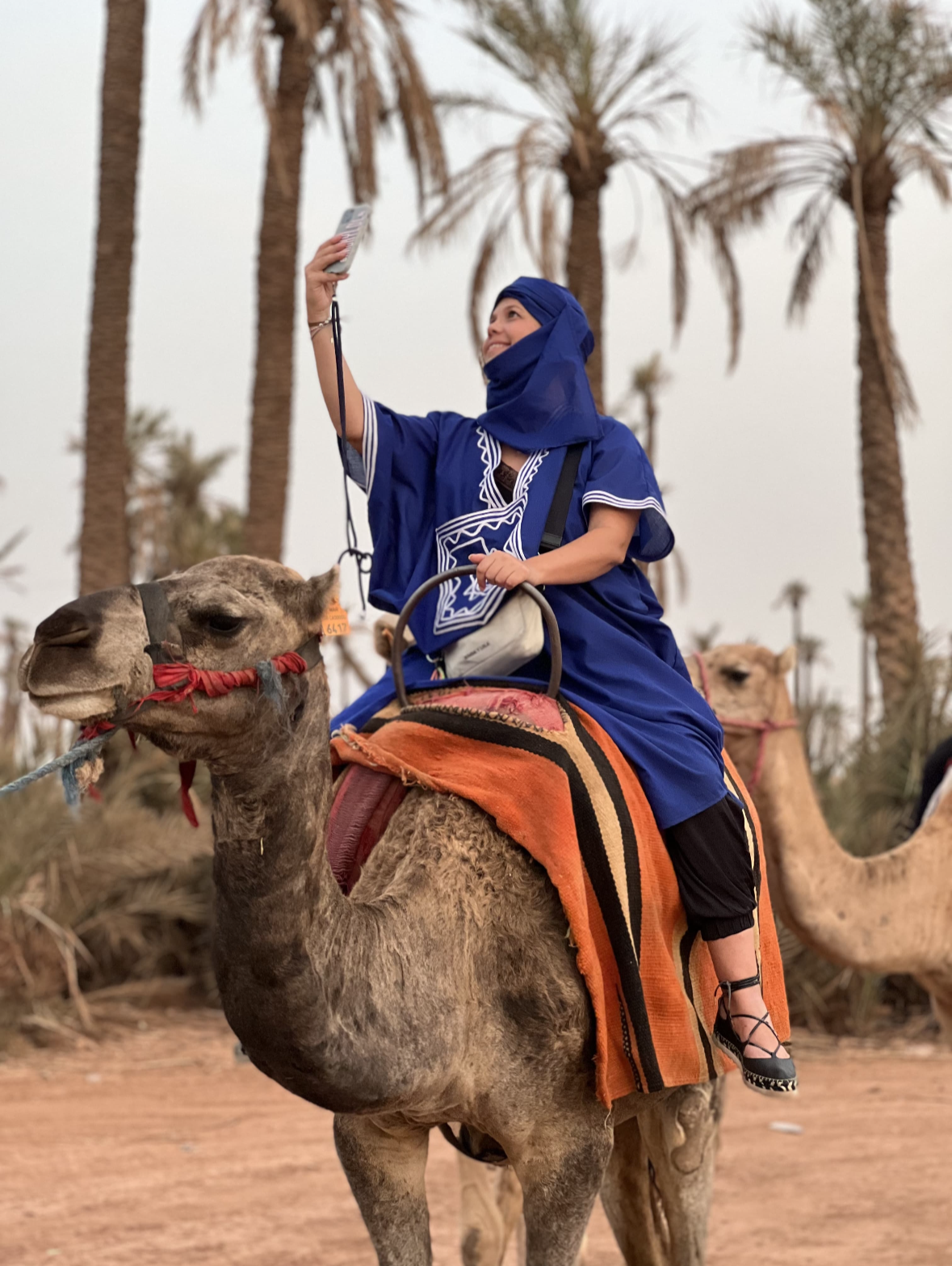 Camel & Dromedary