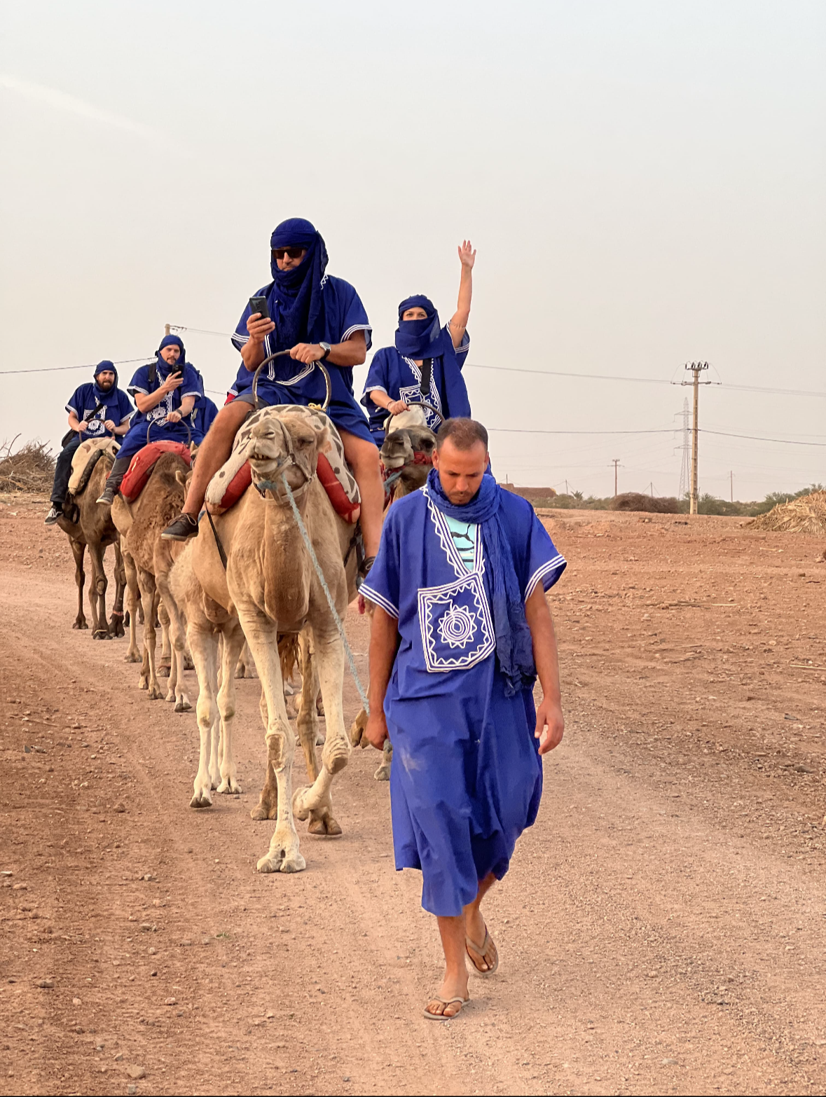 Camel & Dromedary